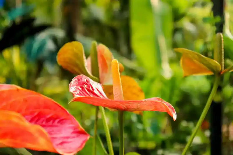 The Art of Humidity: Creating a Microclimate